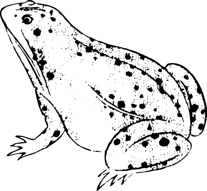 迷蟾蜍