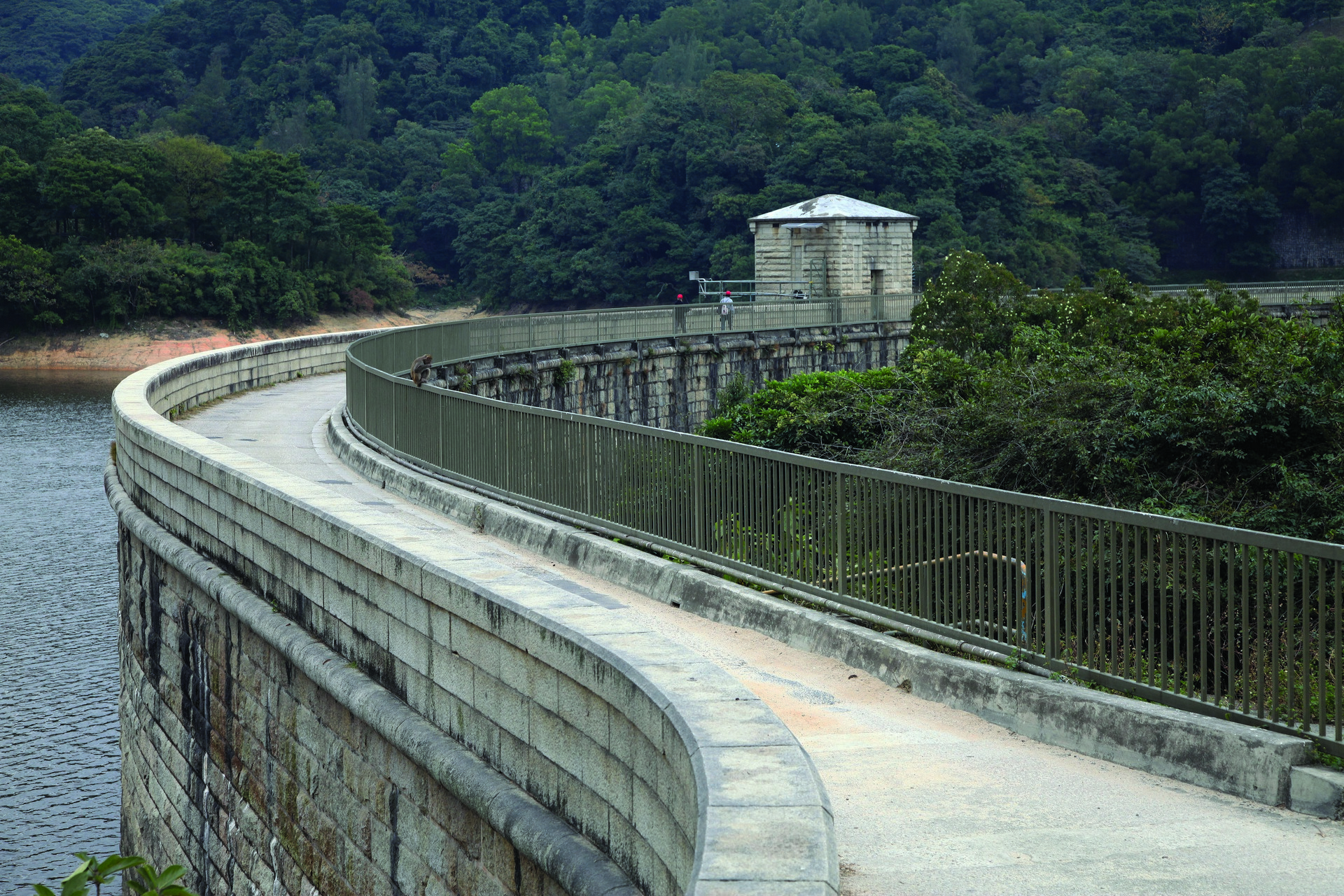 水塘附近生長了大量有毒馬錢子，為了食水安全，當年政府引入可吃這種野果的恆河獮猴，圖中猴子正憑欄遊蕩。