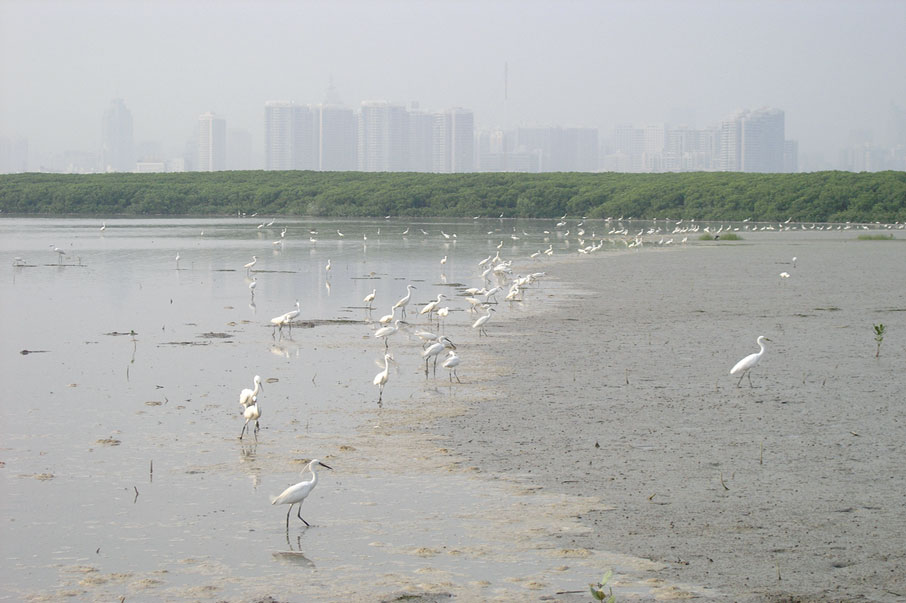 米埔大片的濕地，滋養了不少的紅樹林，既令生物雀鳥棲身外，也為城市人帶來寧靜舒泰的自然景貌。
