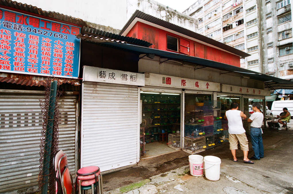 仁愛圍內曾幾何時全港唯一的賽鴿店——國際鴿舍。