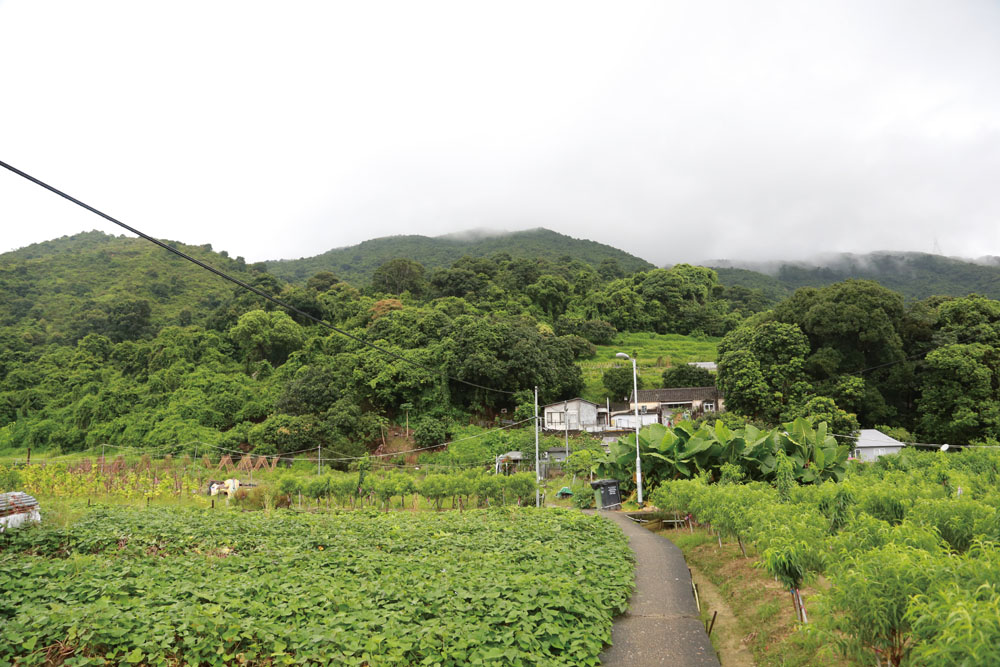 林村谷至今仍然保留著不少的農地和花田，遊人只需沿林村河走，便能找到這片世外桃源。