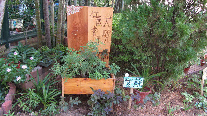 天水圍草藥導賞團