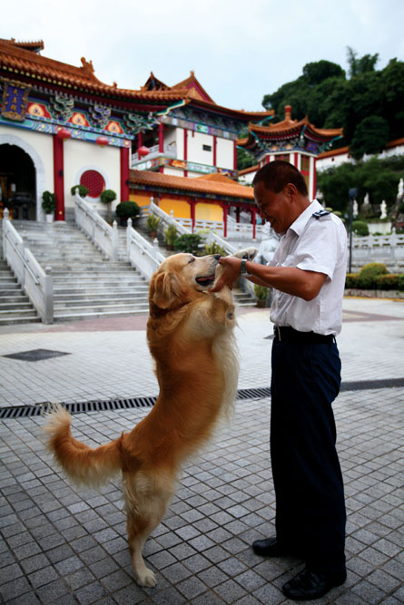 身形龐大的金毛尋回犬「毛毛」由於性情溫馴可親，予人感覺如同西方寺的親善大使，廣受遊人愛戴。